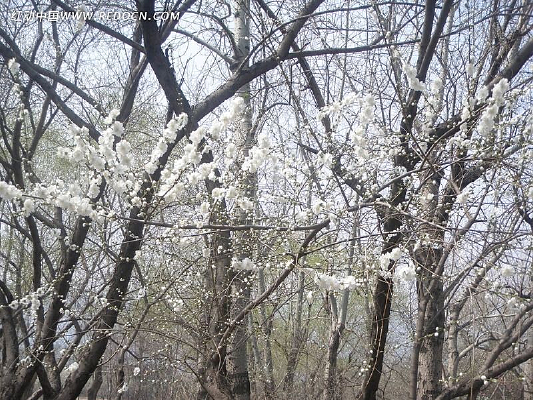 �׻�ɽ����