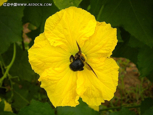 ��ɫ���ϵ��۷�