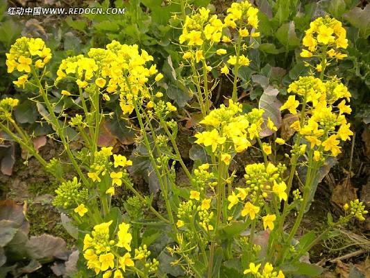 �Ͳ˻�����