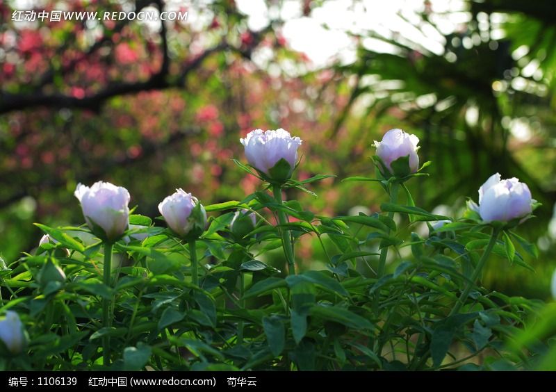 ���ٳ���ͼƬ