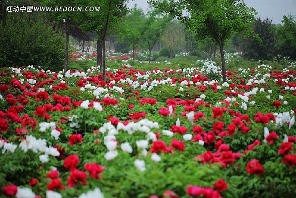 ��԰����