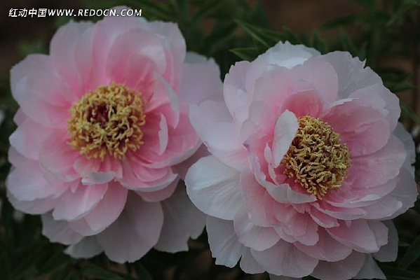 ˫������