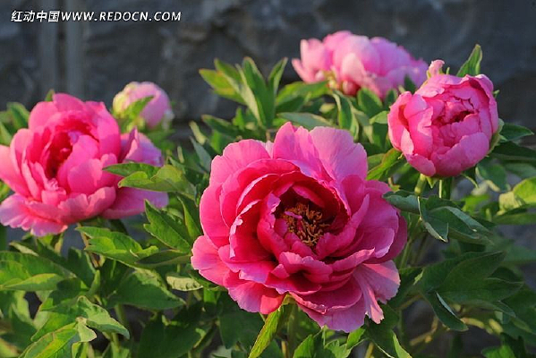 ����ĵ��