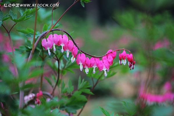 ��Ө��͸������