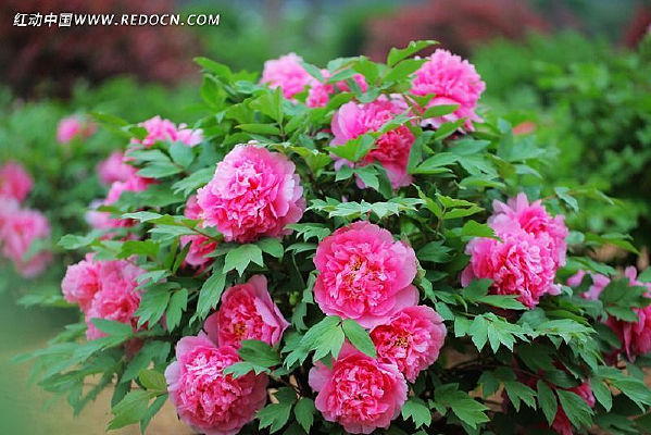 ��ɫ����ͼƬ�ز�