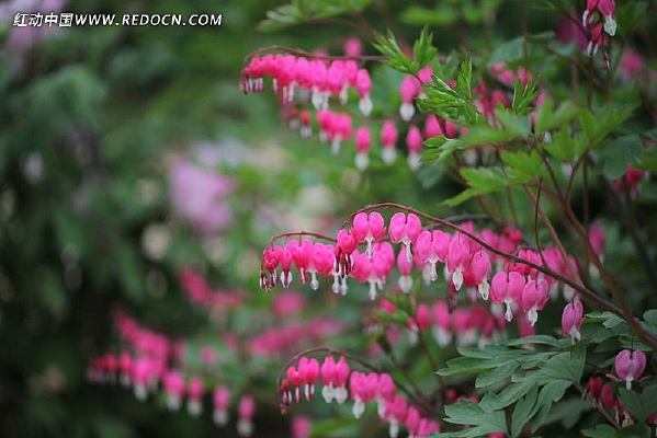 ����һƬĵ����