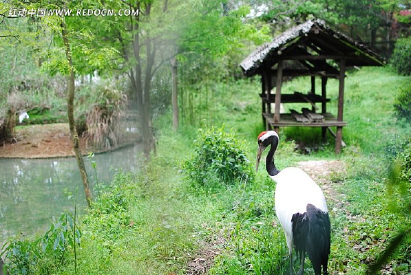 ��ʳ������