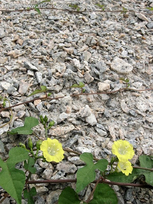 С��ʯ����