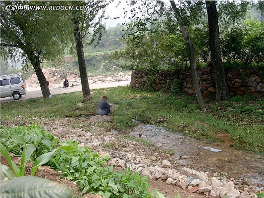 Ҷ������