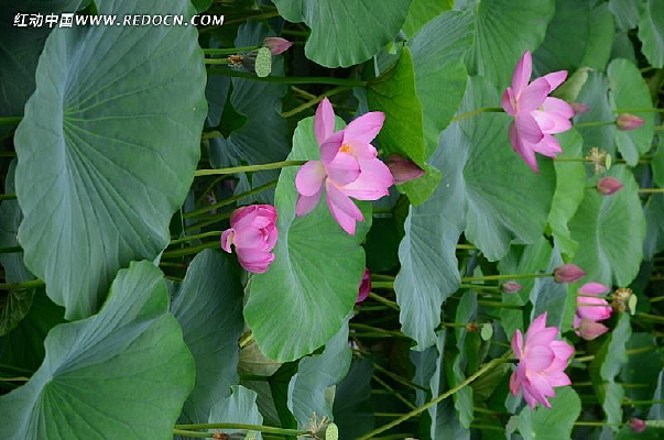 ʢ���еĺɻ�