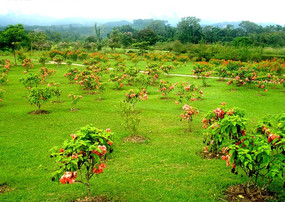 ������ɫ