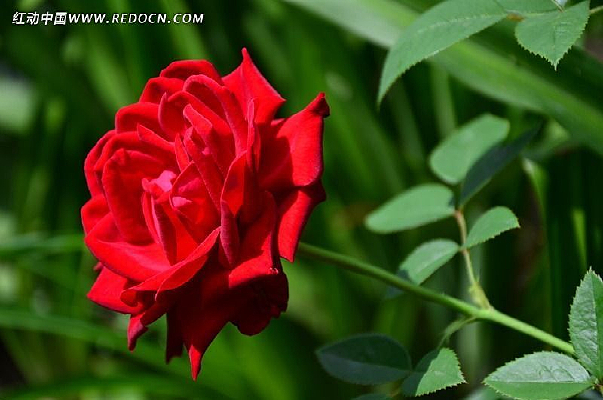 һ֧��ɫõ�廨