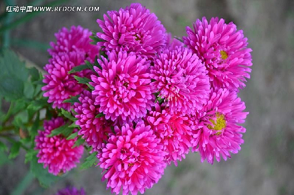 һ����ɫ�ʻ�