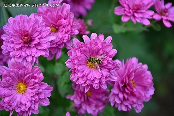 һ��ʢ����ɫ�ʻ�