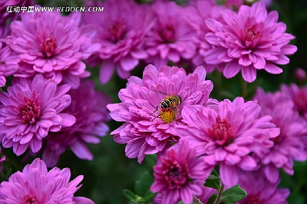 һ�Է�ɫ�ʻ�