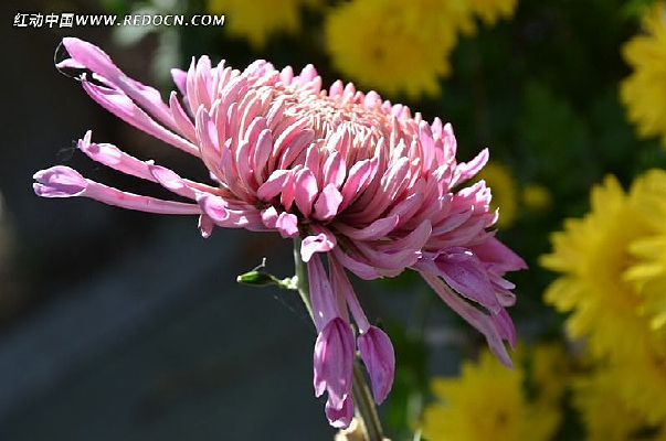 �����ɫ�ջ�