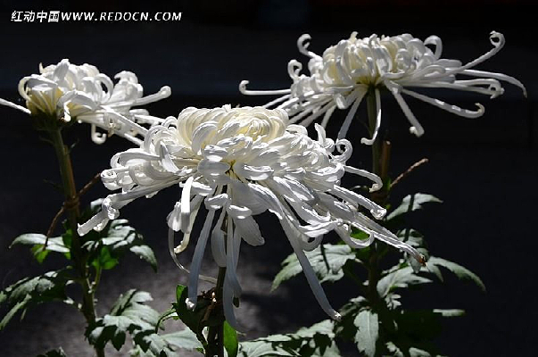 �����ɫ�ջ�