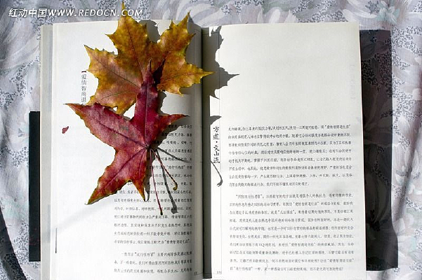 ����Ҷ��