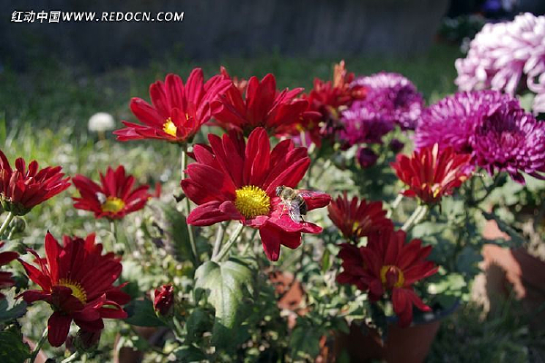 �ʻ����۷�