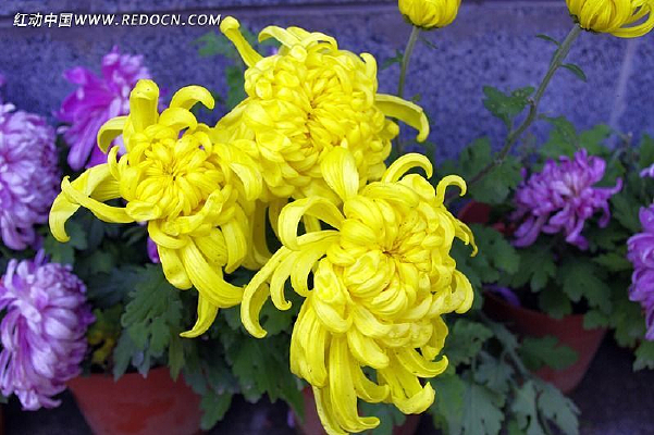 �����ɫ�ջ�