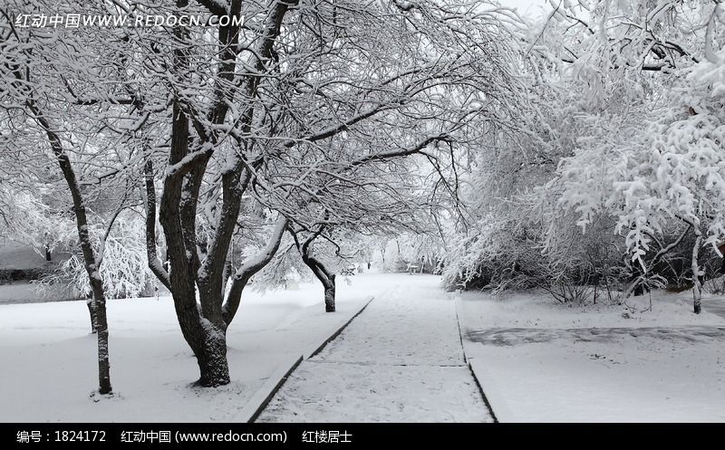 ��������ѩ��ͼƬ