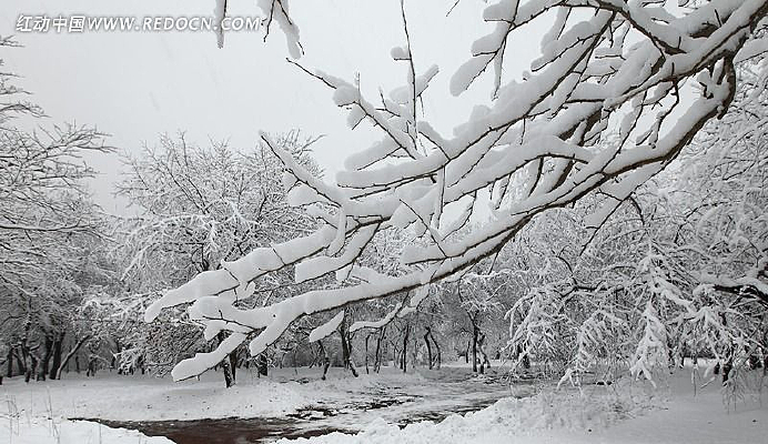 ����ѩ��