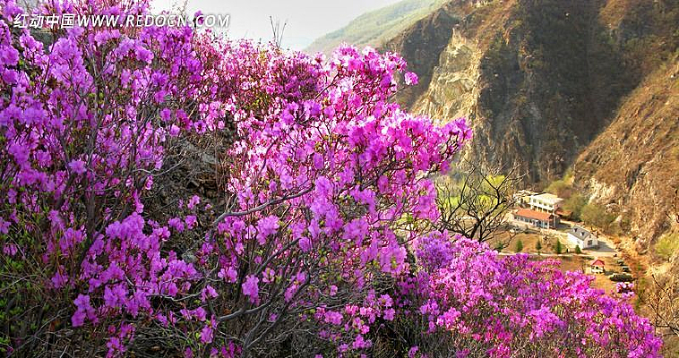 ������ӰͼƬ