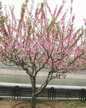 粉色桃花树