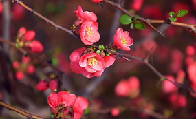 ����÷��