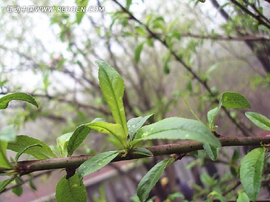 ������Ƭ