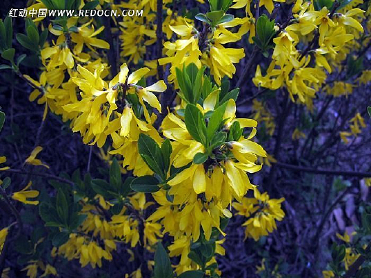 ������С����