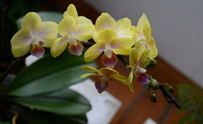 ��ɫһ������ֲ��