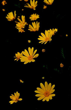 ��ɫ�����ϵĻ���