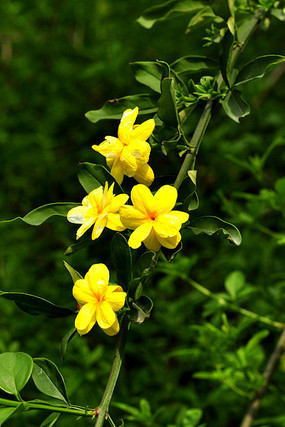 ��ɫ��ӭ����