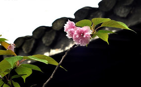 �����µ��ʻ�