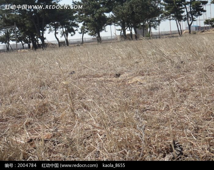 荒草松树林沙地背景