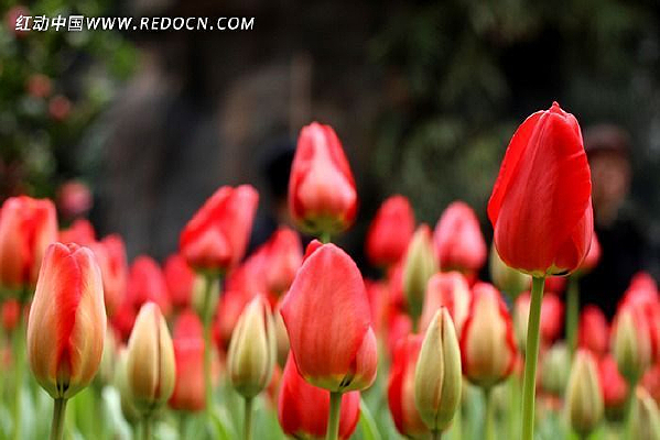 �����㻨��