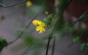 ���е�С�ƻ�