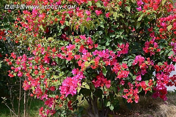 ��֦�ϵ���Ҷ