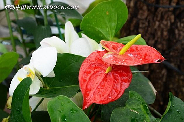 ��ɫ���������