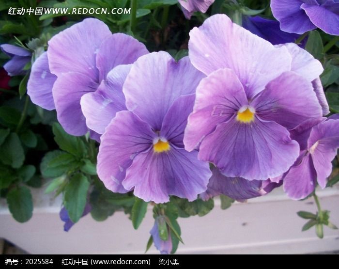淡紫色的长春花