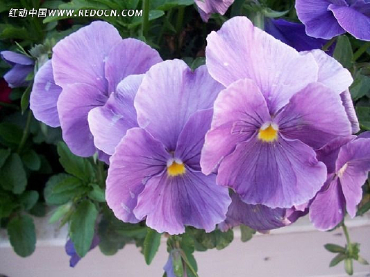 ��ɫ���ʻ�