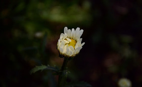 һ���ɫҰ�ջ�