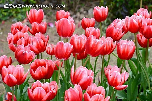 �ʻ�����