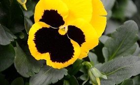 ��ɫ��������