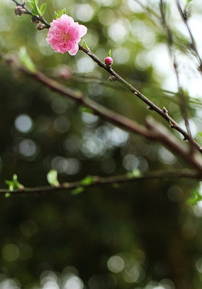 ʢ���ķ�ɫ÷��