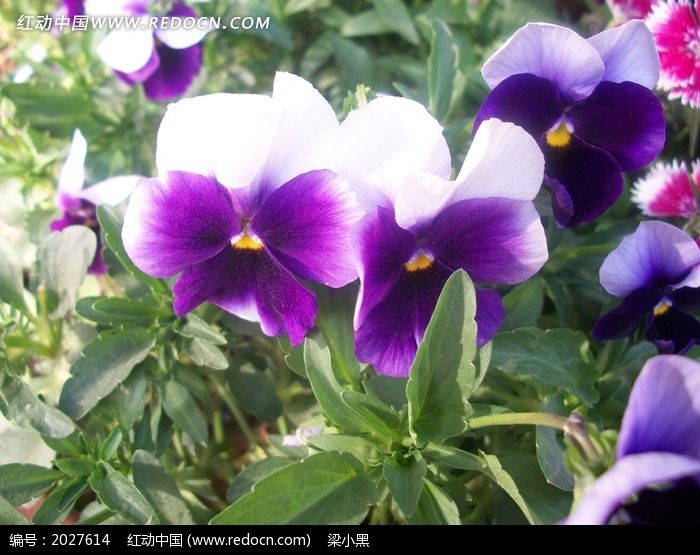 紫色和白色相间的蝴蝶花