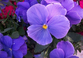 ʢ�����ϻ�