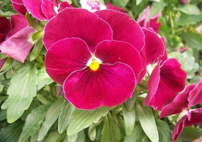 枚红色的蝴蝶花