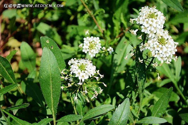 ����С��